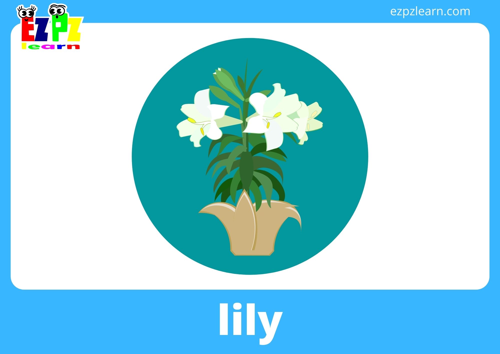 lily